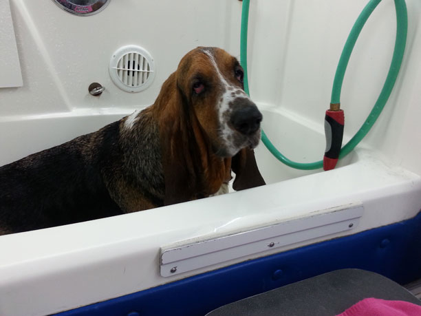 Wilbur, Basset Hound - Mobile Groomer